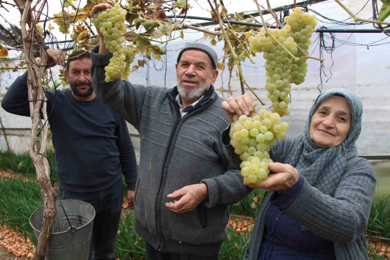 Amasyalı Feruziye nine serada kışın üzüm yetiştirip satıyor

