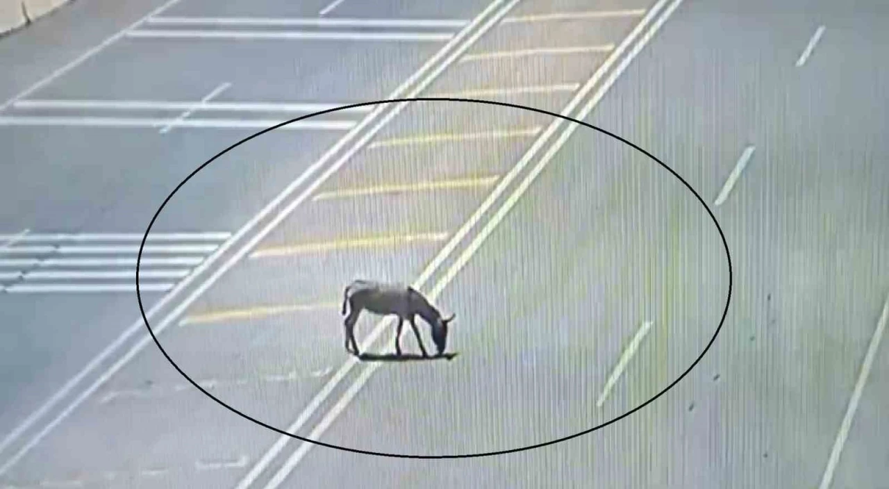 Ana yola çıkarak trafiği tehlikeye düşüren eşek koruma altına alındı
