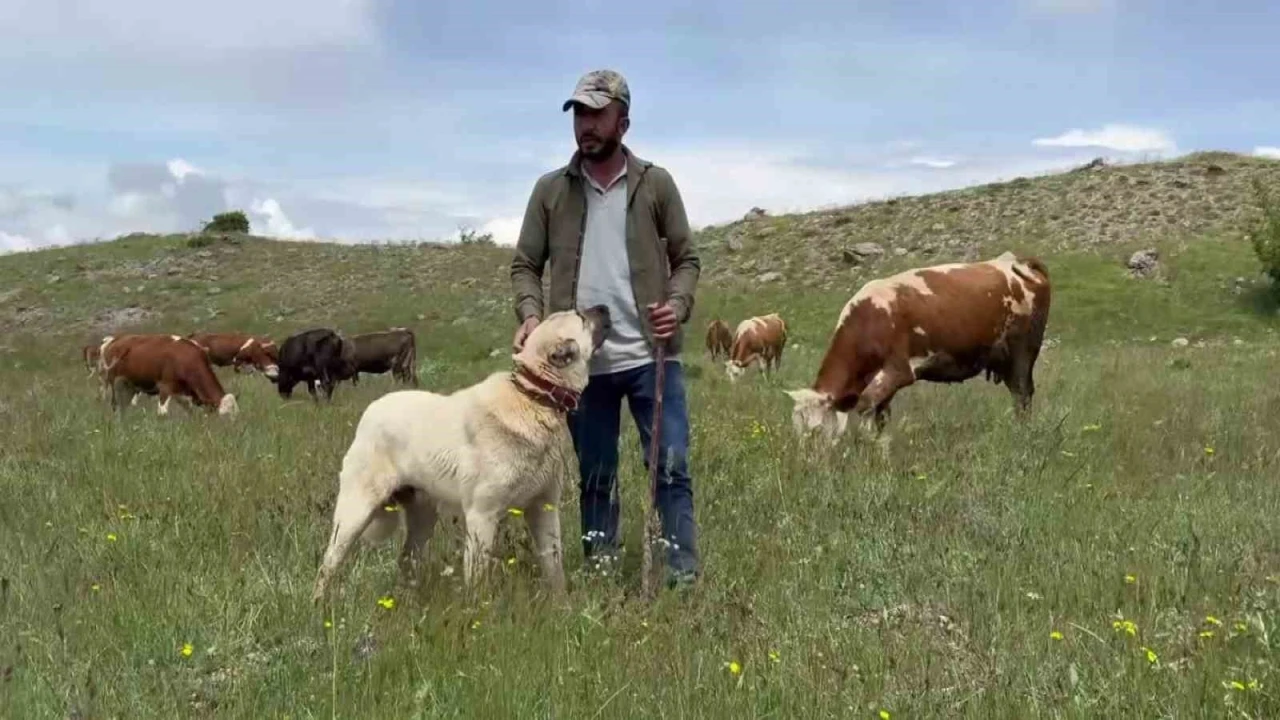Anadolu aslanları domuz s&uuml;r&uuml;s&uuml;n&uuml; oyuna getirdi
