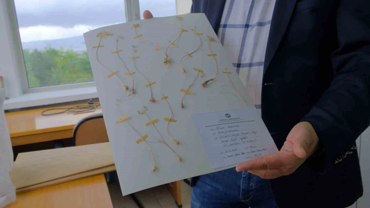 Anadolu &Uuml;niversitesi&rsquo;nden d&uuml;nya literat&uuml;r&uuml;ne iki yeni endemik t&uuml;r

