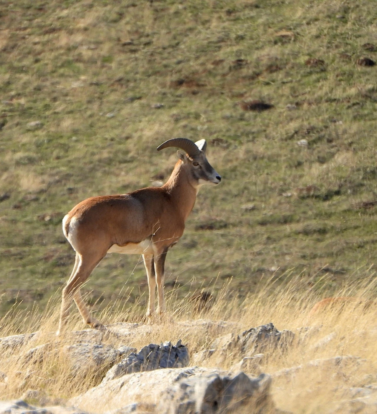 Anadolu Yaban Koyunu&rsquo;nun &uuml;retimi devam ediyor
