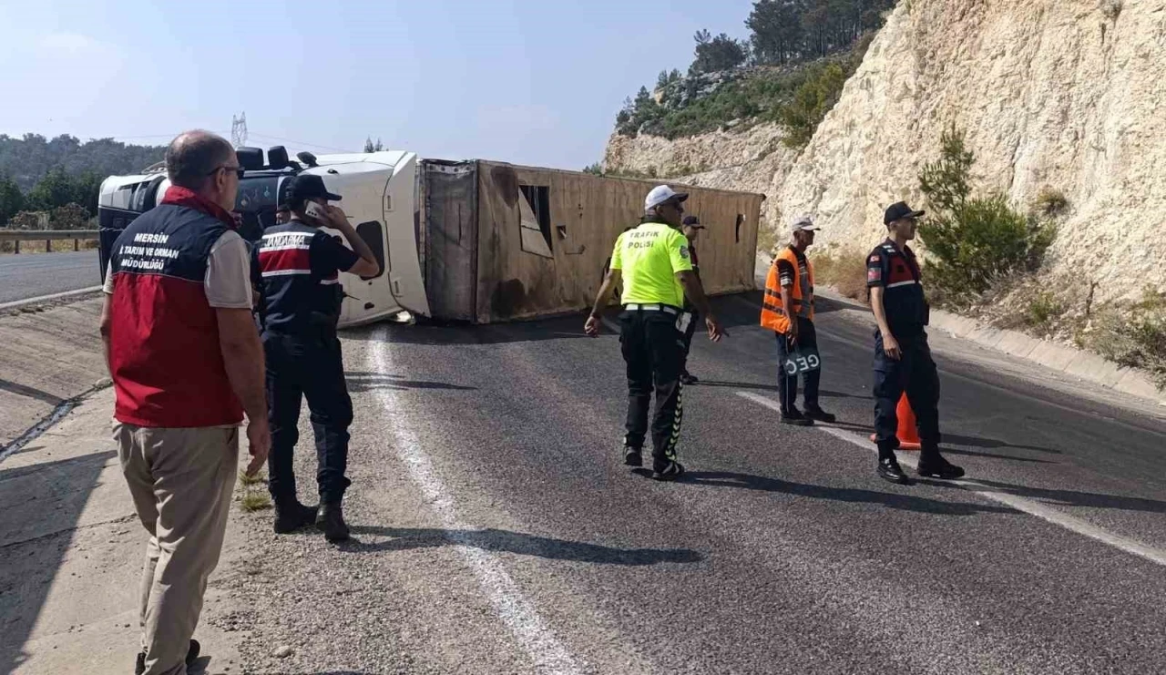 Angus yüklü tır devrildi, kaçan hayvanlar yakalandı
