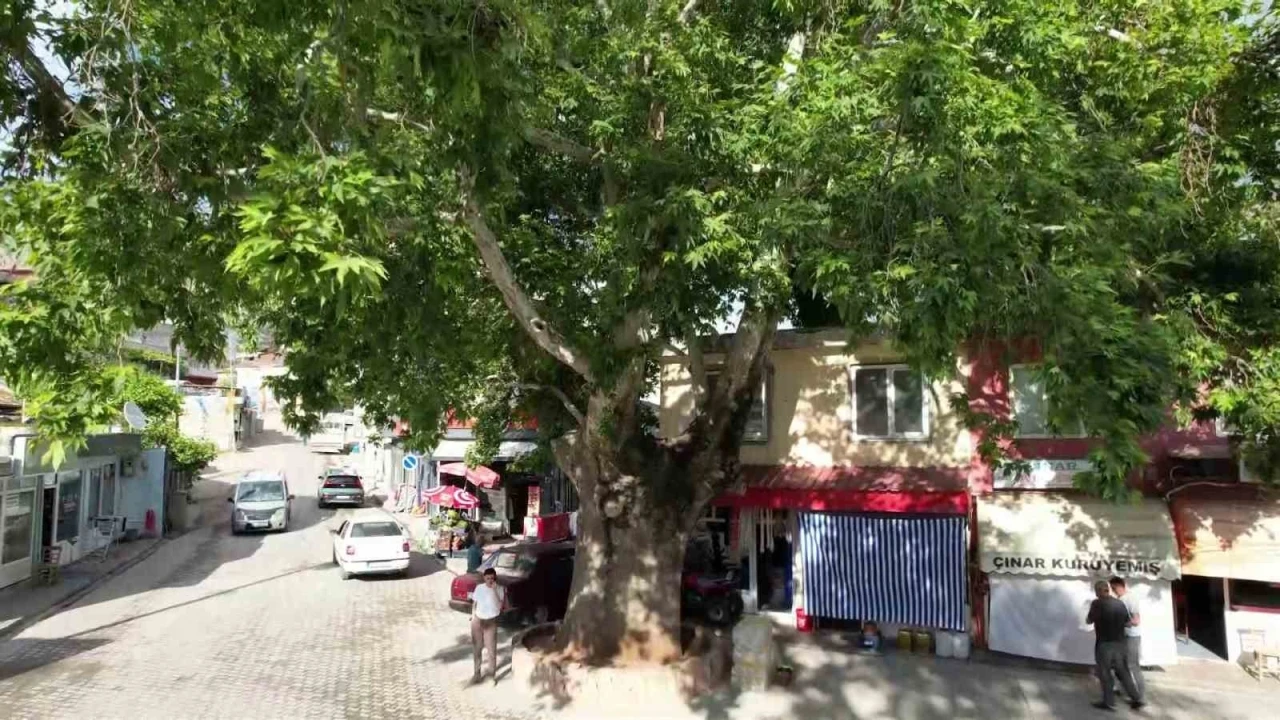 ‘Anıt ağaç’ olarak tescillenen 600 yıllık çınar Tut ilçesinin simgesi
