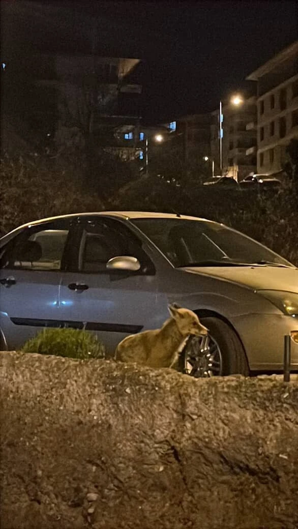 Ankara’da aç kalan tilki şehre indi
