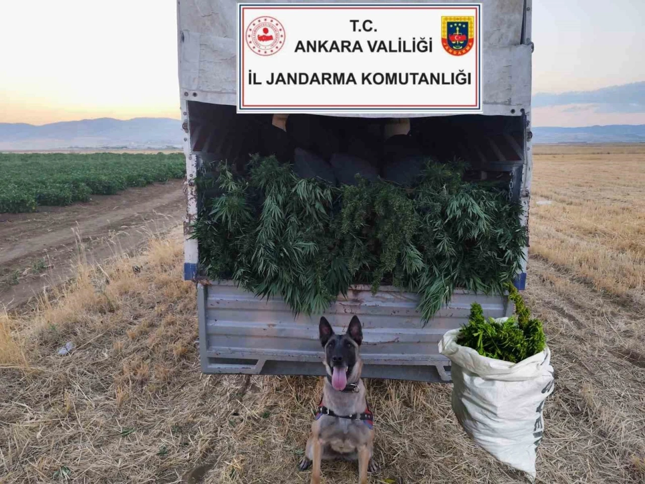 Ankara’da arazilerine skunk eken 2 kişi gözaltına alındı