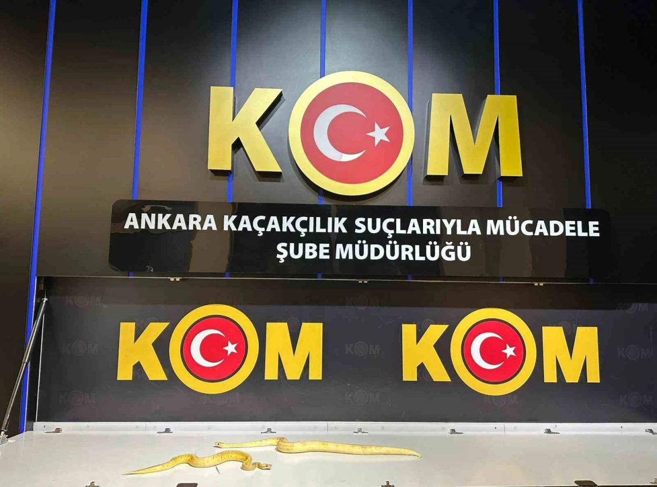 Ankara merkezli 5 ildeki operasyonlarda 96 egzotik hayvan ele geçirildi
