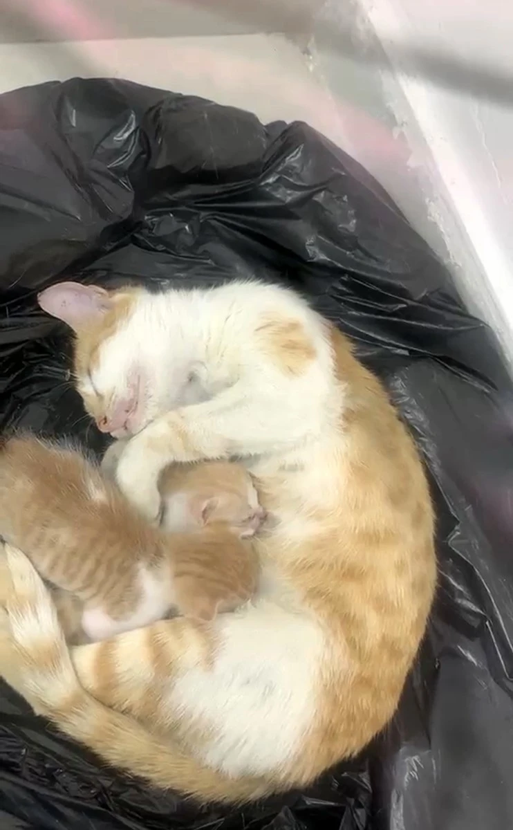 Anne kedi yavrularıyla Sosyal Yardımlaşma Vakfı&rsquo;na sığındı
