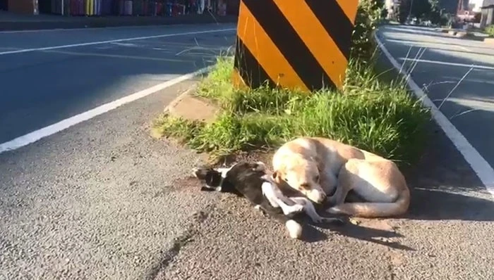 Yavrusu Ölen Anne Köpek Saatlerce Başından Ayrılmadı
