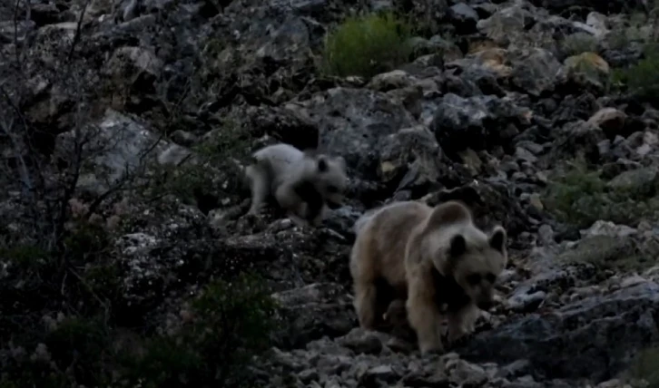 Anne ve yavru bozayılar g&ouml;r&uuml;nt&uuml;lendi
