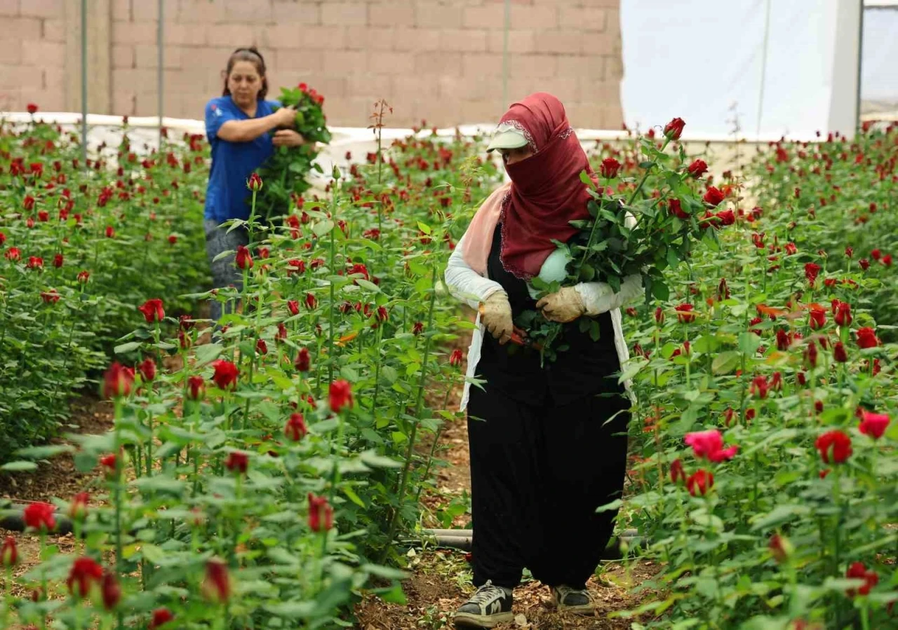 Anneler Günü öncesi gülde dikkat çeken fiyat marjı: Bahçede 5, çiçek sitelerinde 80-100 TL
