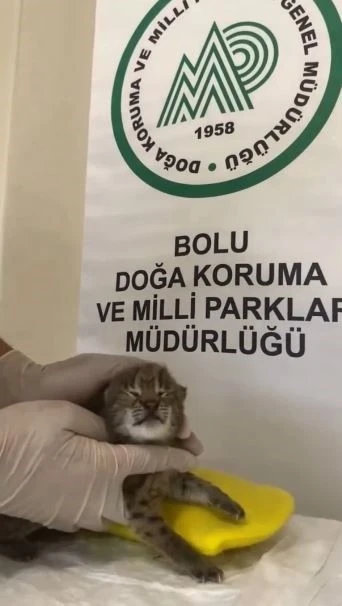 Annesini kaybeden yavru vaşak, korumaya alındı
