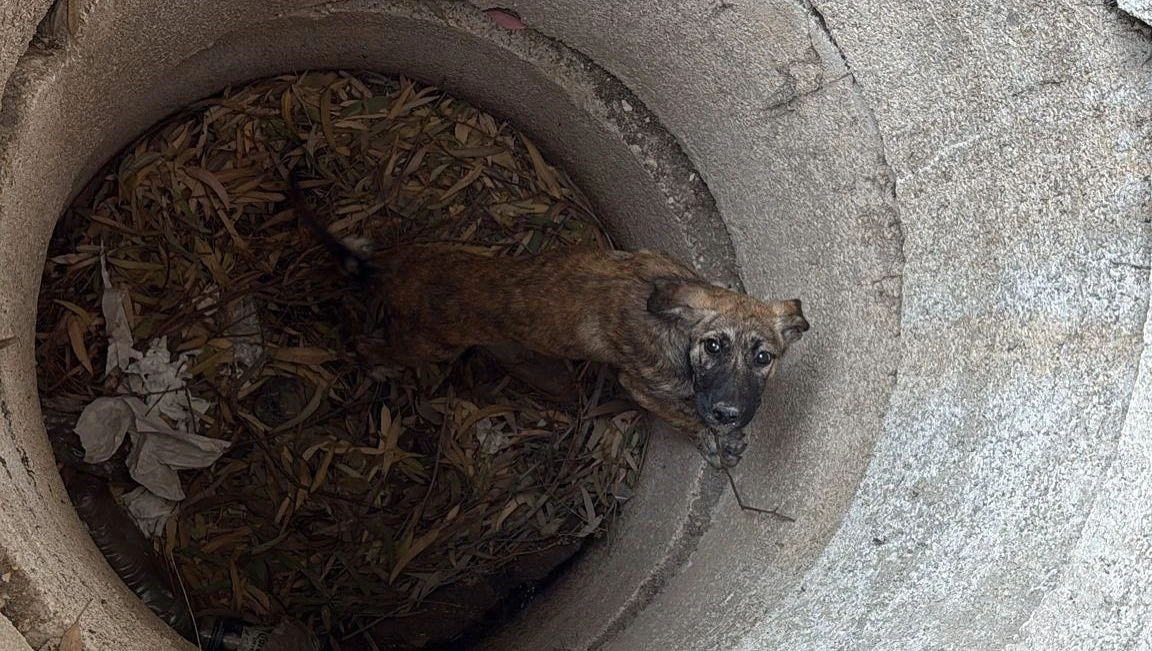 Antakya’da kuyuya düşen köpeği itfaiye kurtardı
