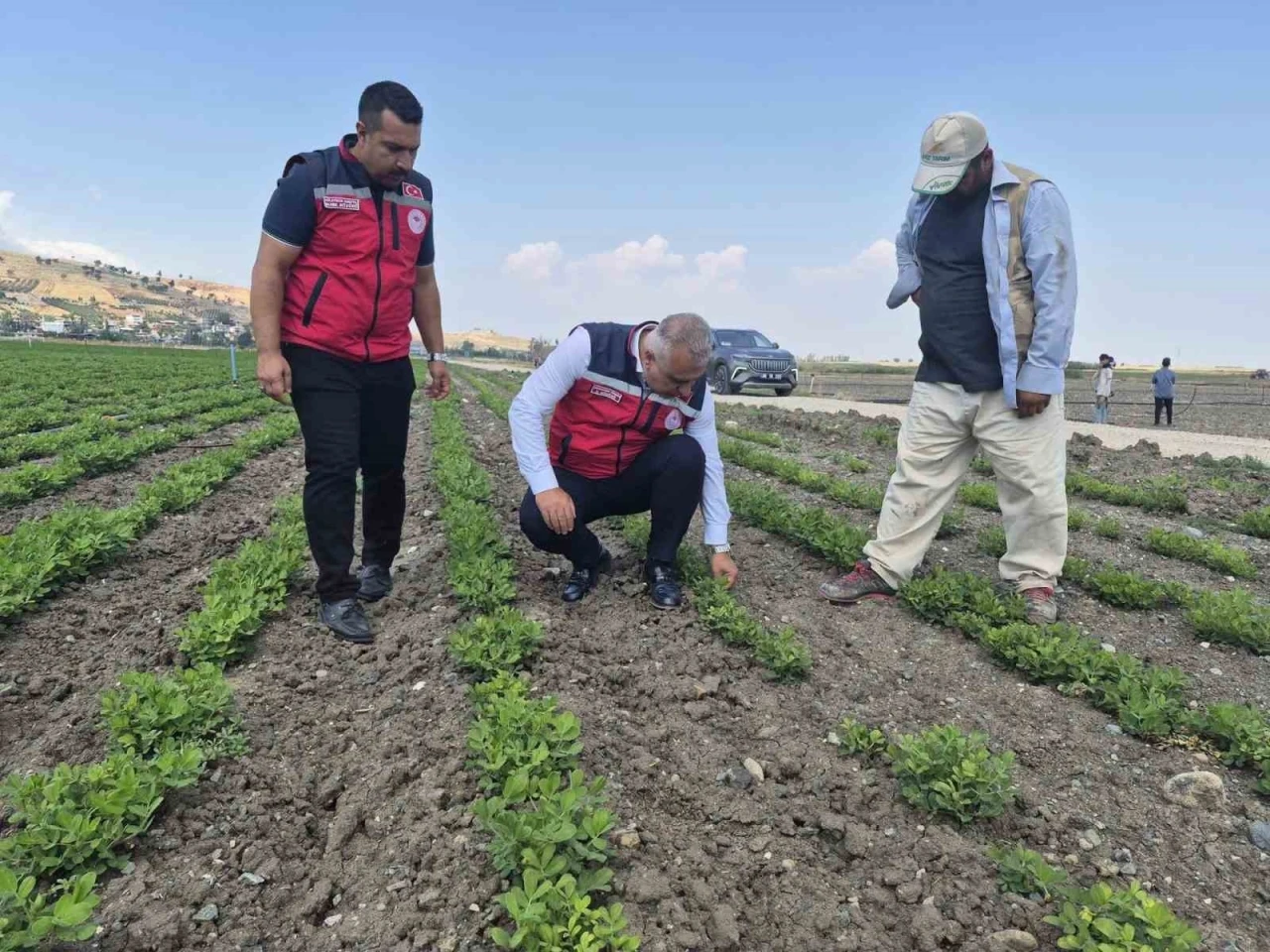 Antakya&rsquo;da yer fıstığı &uuml;retimi yapılan araziler incelendi

