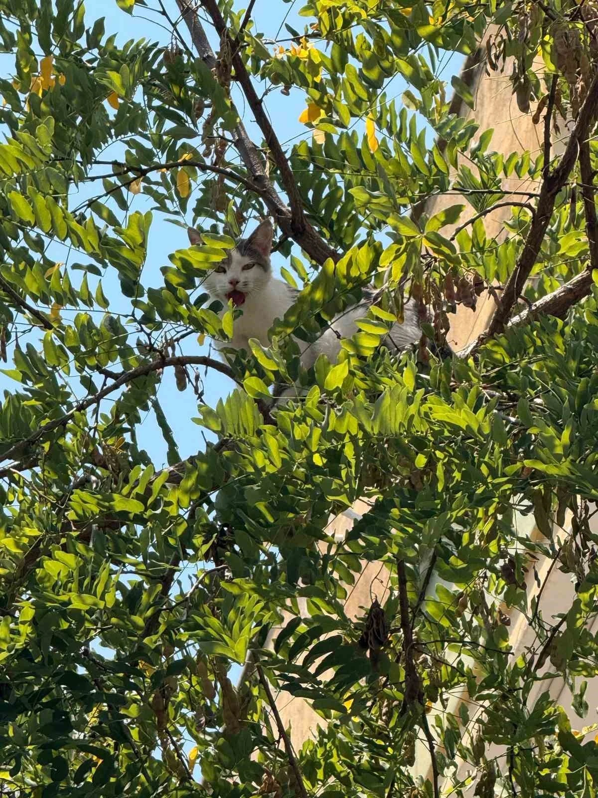 Antalya&rsquo;da ağa&ccedil;tan inemeyen kedi vin&ccedil; yardımıyla kurtarıldı
