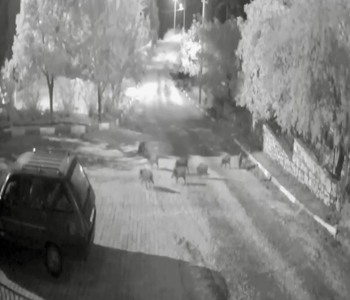 Antalya’da domuz sürüsü gece yarısı köye indi: O anlar kameraya yansıdı

