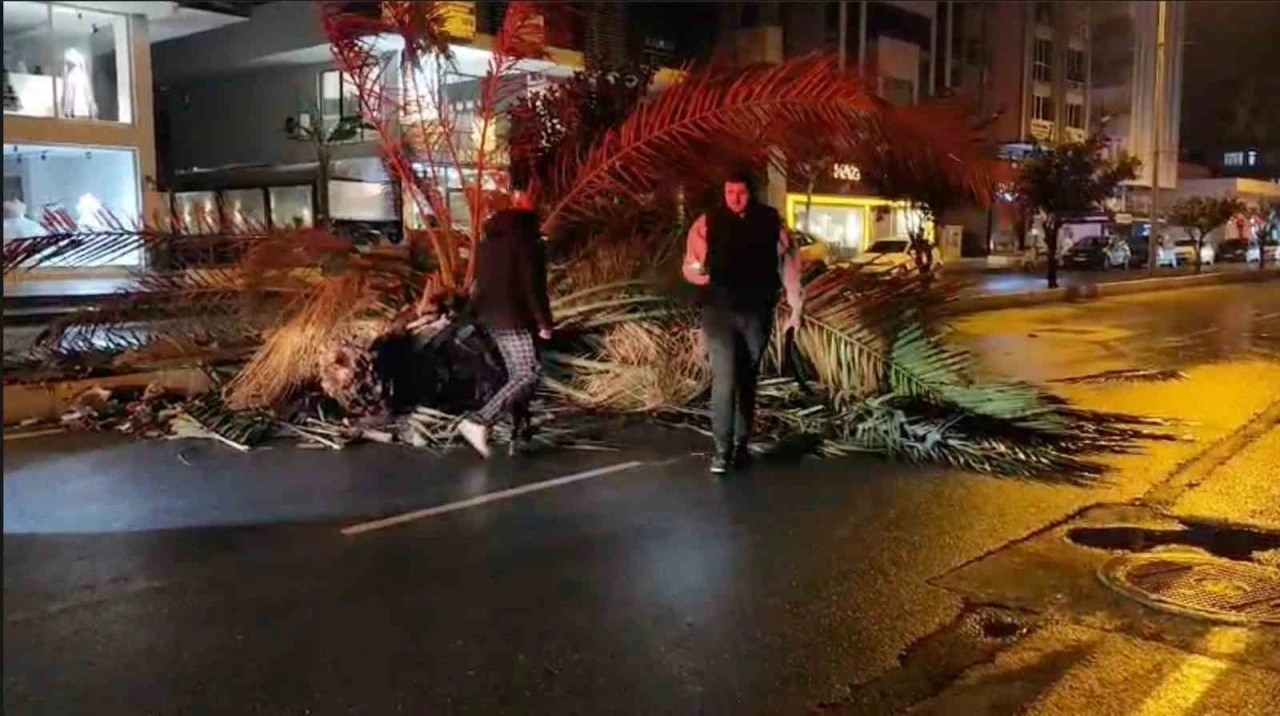 Antalya&rsquo;da fırtına palmiye ağacını ikiye b&ouml;ld&uuml;

