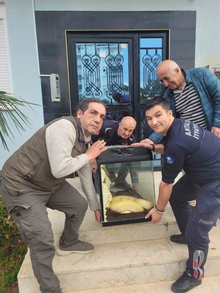 Antalya&rsquo;da ikinci piton vakası, bu kez apartmanın i&ccedil;erisinden &ccedil;ıktı
