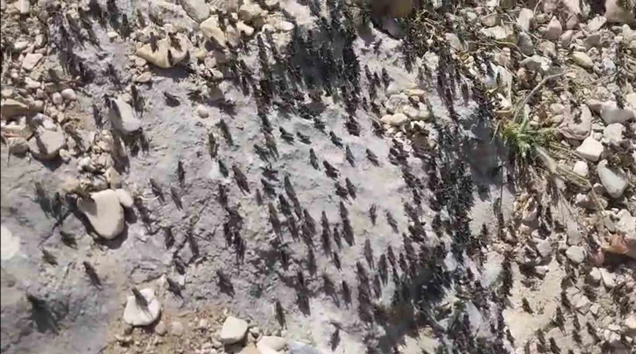 Antalya Gelesandra Yaylası’nda çekirge istilası
