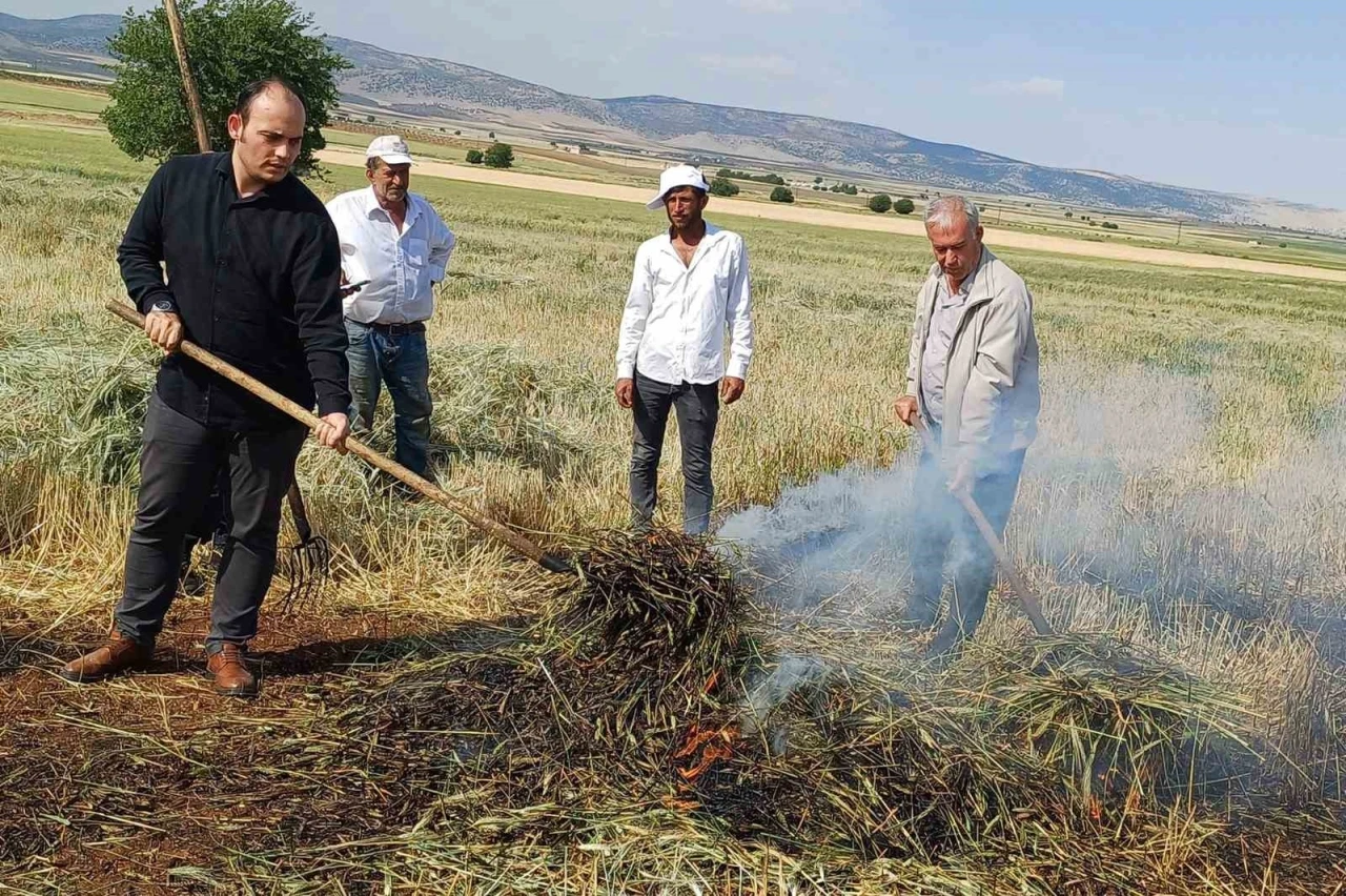 Araban Ovası’nda firik sezonu başladı

