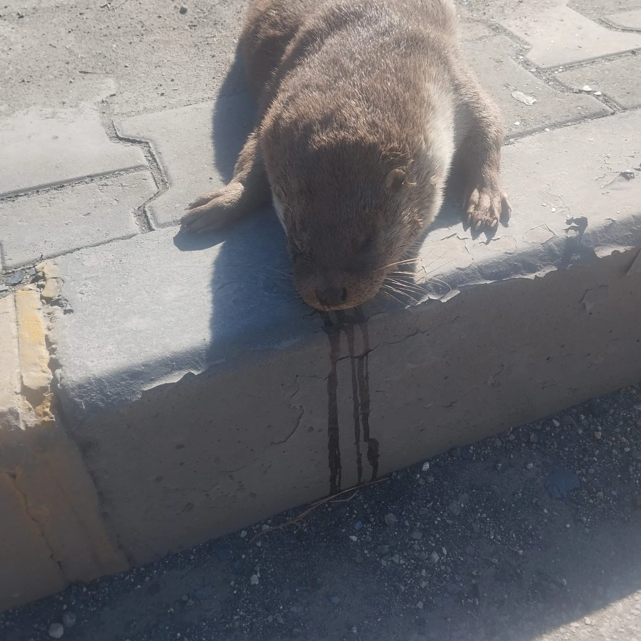 Aracın çarptığı su samuru telef oldu