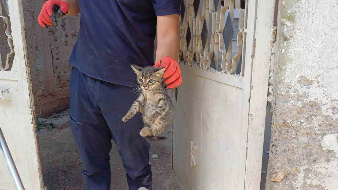 Aracın motoruna sıkışan yavru kedi kurtarıldı
