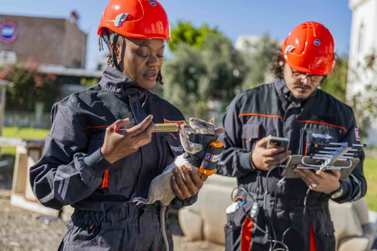 Arama kurtarmada yeni d&ouml;nem: Enkaz altında kalanları kahraman fareler kurtaracak
