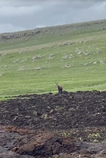 Ardahan’da çengel boynuzlu dağ keçisi görüntülendi
