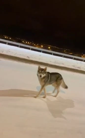 Ardahan&rsquo;da şehre inen kurt g&ouml;r&uuml;nt&uuml;lendi
