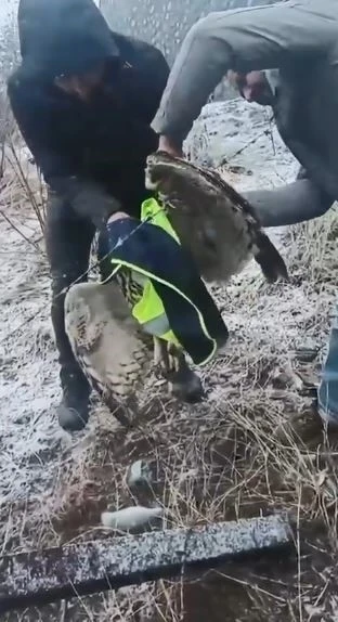 Ardanu&ccedil;&rsquo;ta tellere takılan baykuşu İl &Ouml;zel İdaresi ekipleri kurtardı
