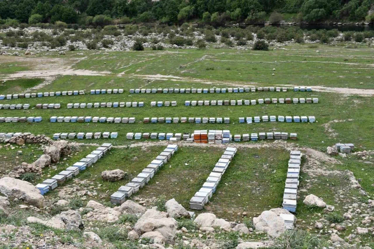 Arıcılar doğal bal için yollarda
