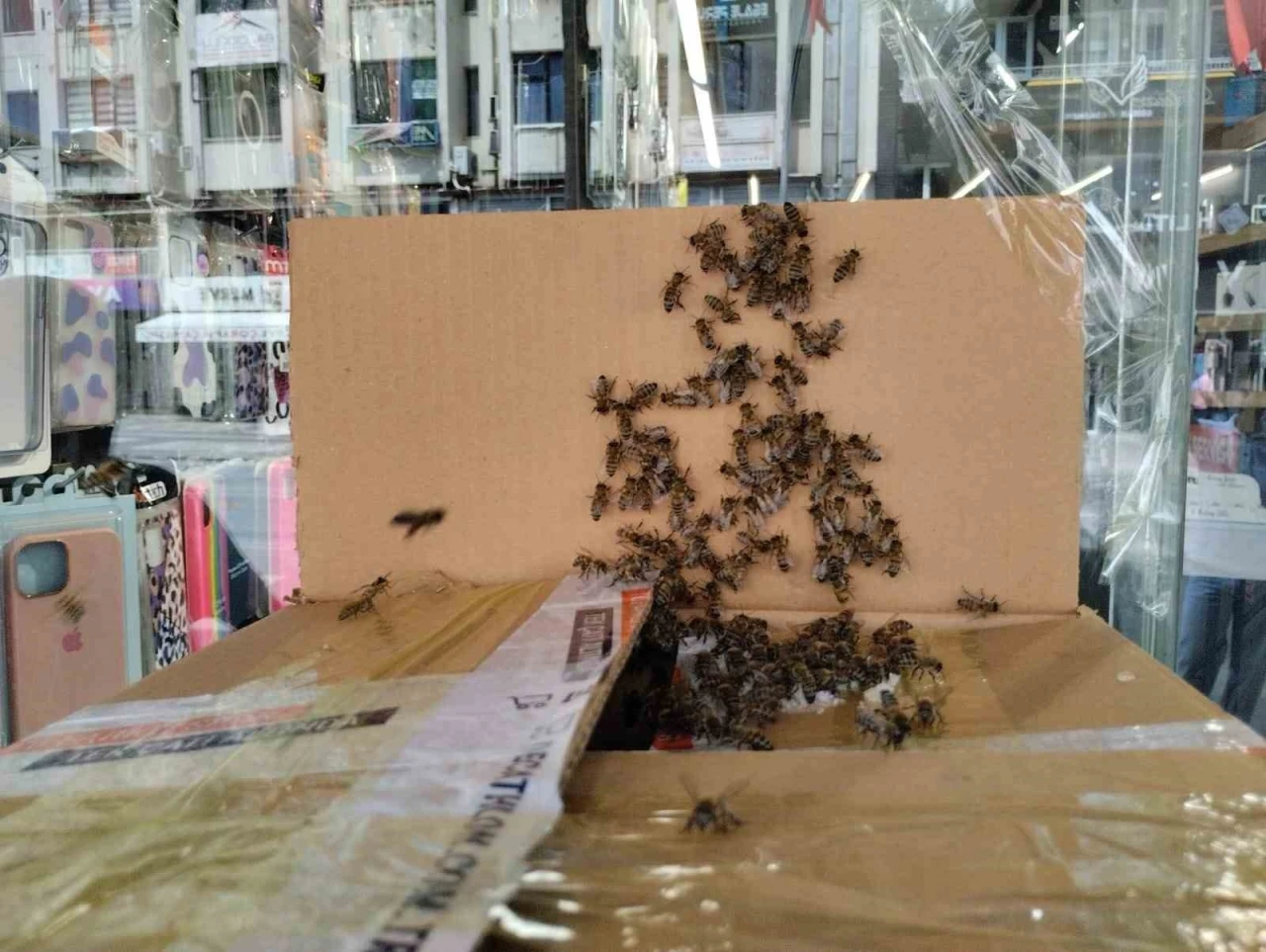 Arılar şehir merkezini istila etti