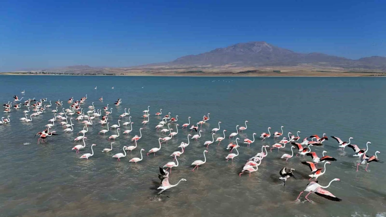 Arin Gölü’nde flamingoların Süphan Dağı eşliğinde mest eden dansı