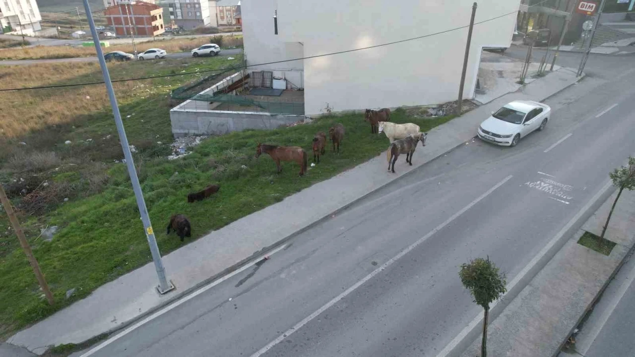 Arnavutk&ouml;y&rsquo;de başıboş gezen atlar tehlike sa&ccedil;ıyor
