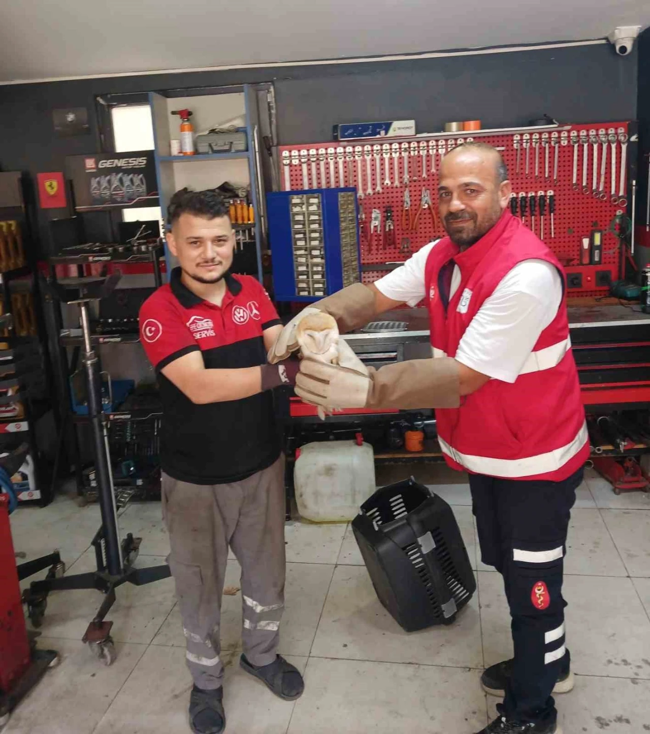 Arnavutköy’de nadir rastlanan peçeli baykuş bulundu
