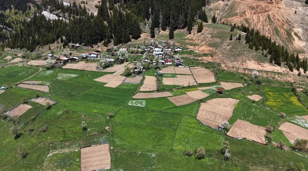 Artvin&rsquo;de 1400 rakımda imece usul&uuml; doğal tarım
