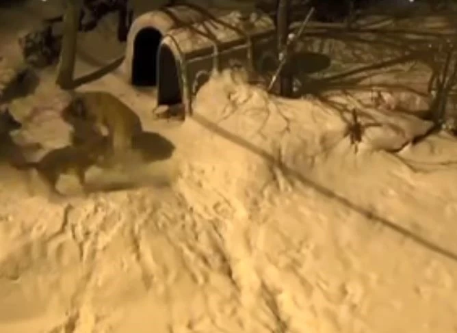 Artvin&rsquo;de cesur bek&ccedil;i k&ouml;peği 6 kurda meydan okudu
