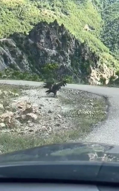 Artvin’de kartal yılan avlarken görüntülendi
