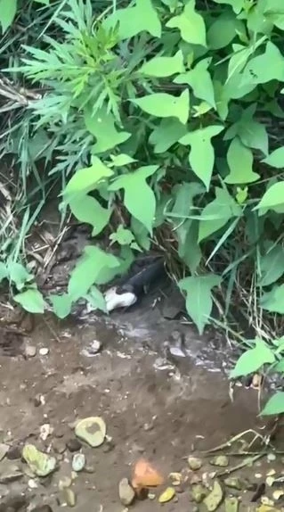 Artvin&rsquo;de yılanın balık avı kamerada
