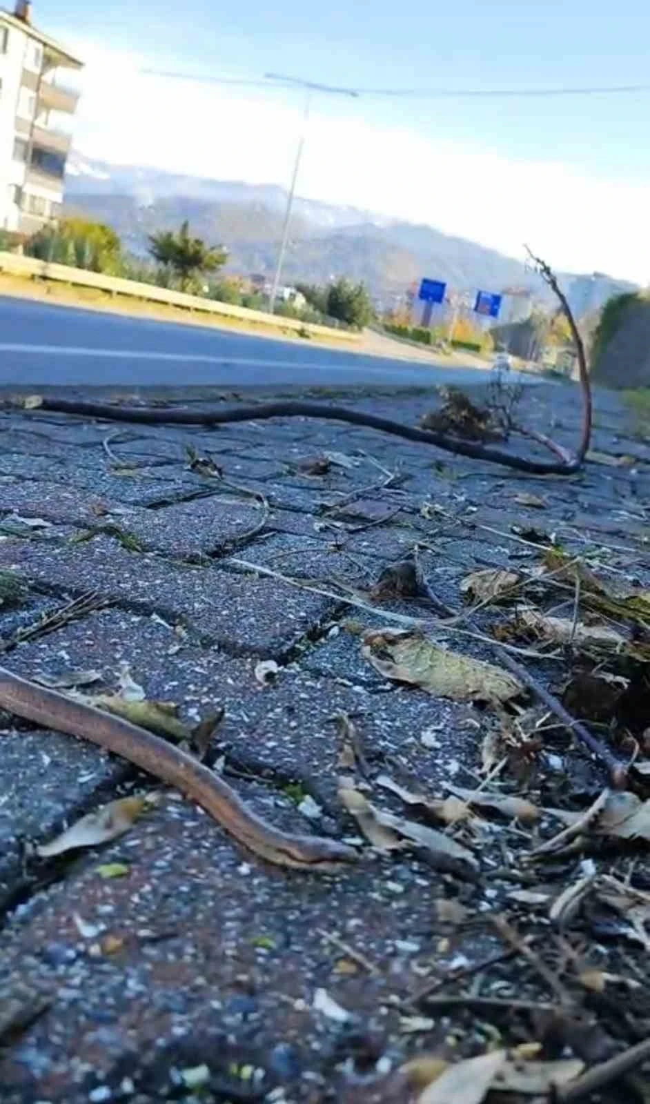 Artvin&rsquo;in ardından Trabzon&rsquo;da da yılanlar kış uykusuna yatmadı
