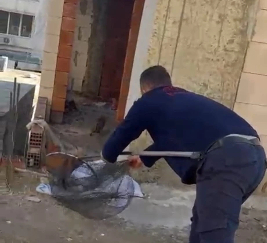 Asans&ouml;r boşluğunda mahsur kalan kedi i&ccedil;in itfaiye seferber oldu
