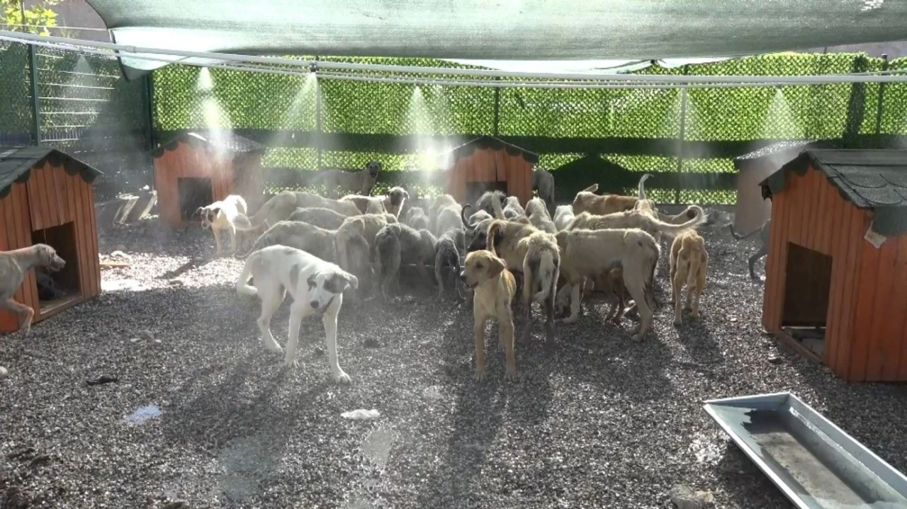 Aşırı sıcaklardan bunalan hayvanlar fıskiyelerin altında serinliyor
