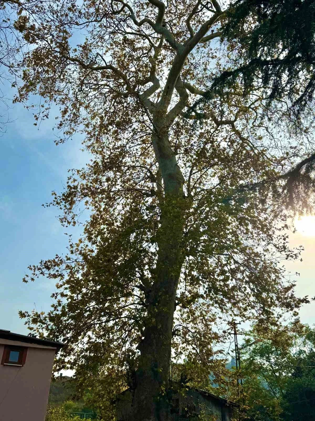 Asırlık çınar ağacının koruma altına alınması bekleniyor
