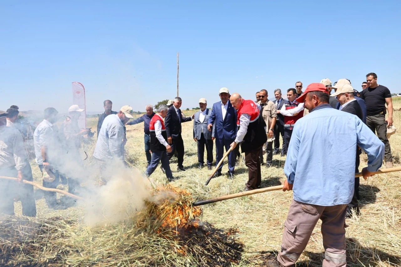 Asırlık lezzet firik bulgurunun hasadı başladı
