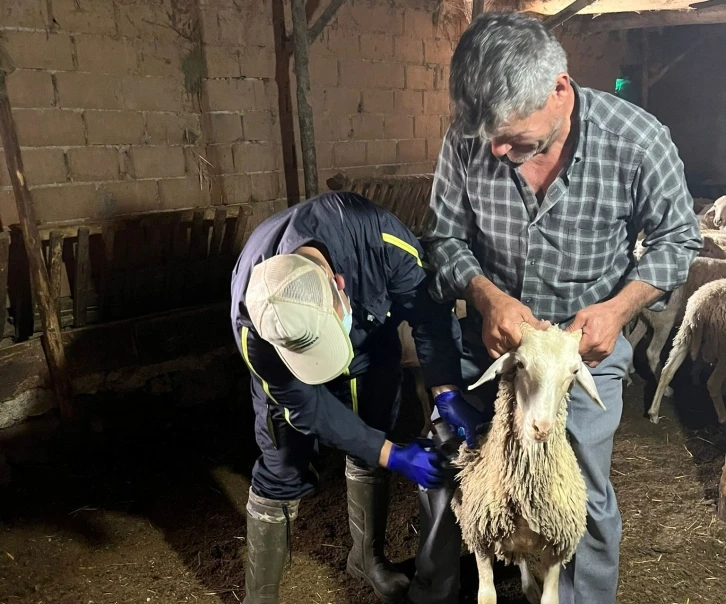 Aslanapa&rsquo;da k&uuml;&ccedil;&uuml;kbaş ve b&uuml;y&uuml;kbaş hayvan aşılama &ccedil;alışmaları
