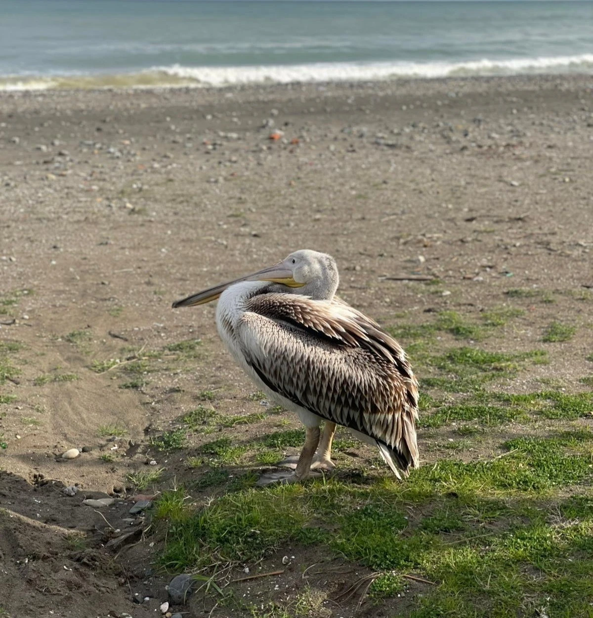 Atakum sahilinde pelikan g&ouml;r&uuml;ld&uuml;
