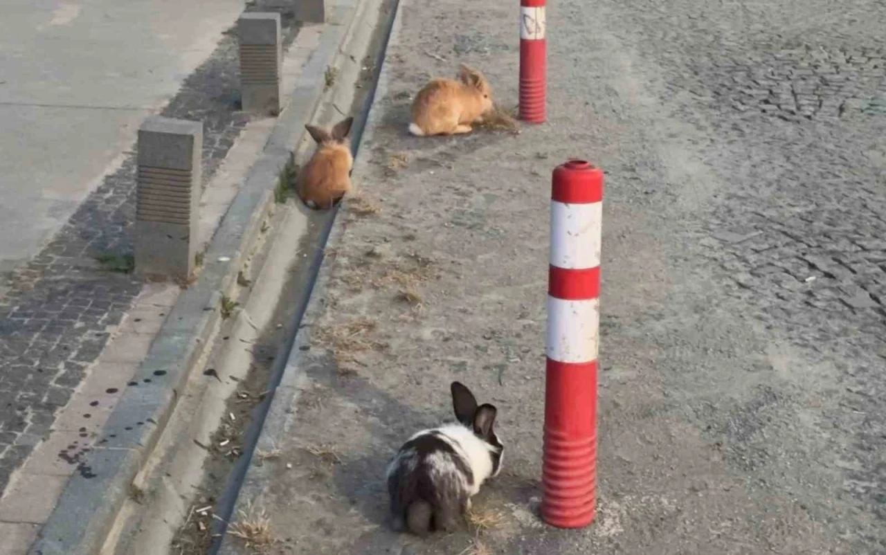 Atakum sahilinde tavşanlar dikkat &ccedil;ekti
