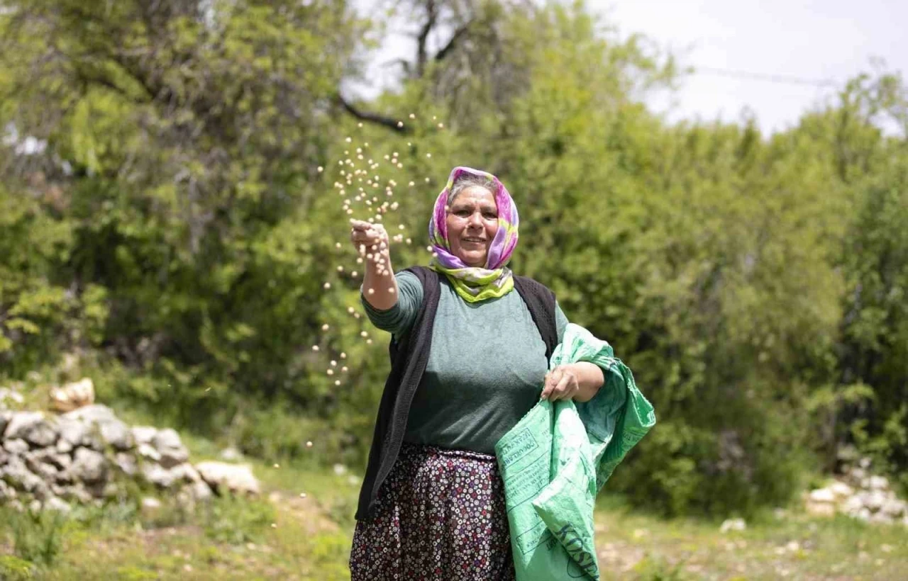Atalık tohumlar toprakla buluştu, &uuml;reticiye can suyu oldu
