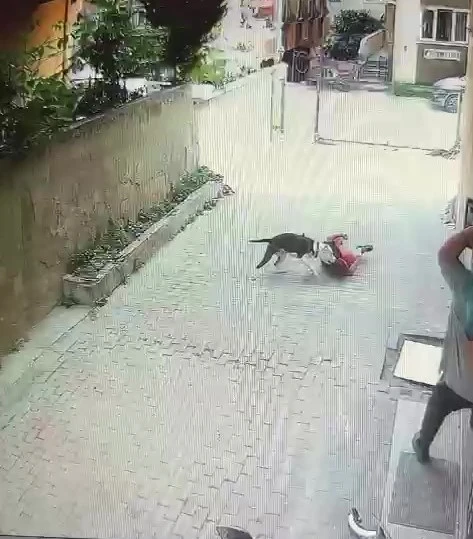 Ataşehir’de pitbull cinsi köpeğin çocuğa saldırdığı anlar kamerada
