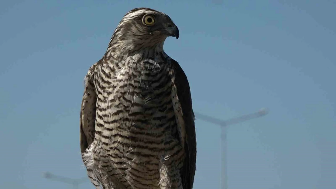 Atmacacılığın ser&uuml;veni
