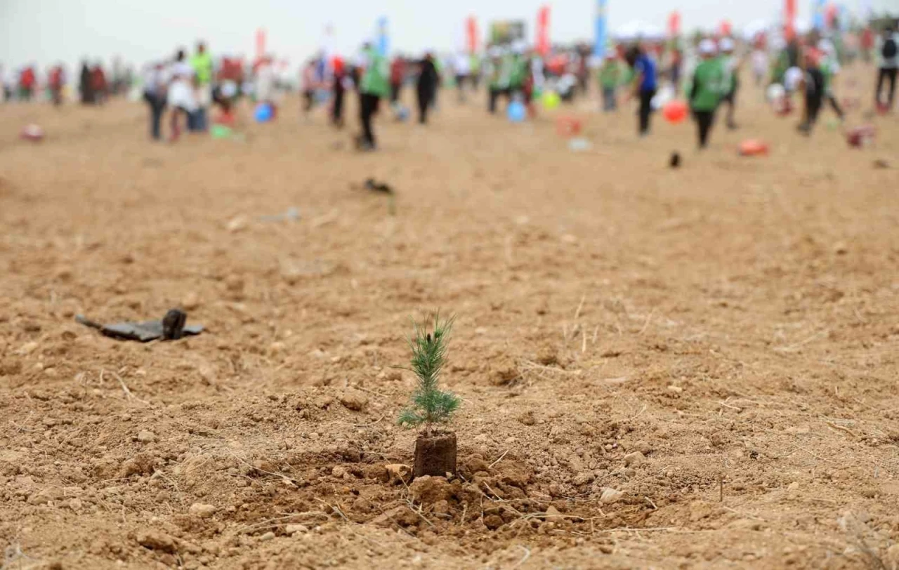 ATÜ yeşil kampüs olma yolunda ilerliyor: Dikilen fidan sayısı 22 bin 500’ü buldu
